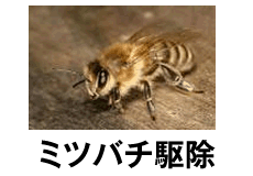 ミツバチ駆除