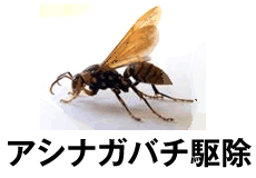 アシナガバチ駆除